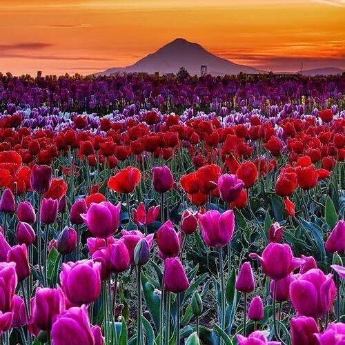 احسان (@1ehsan33) on Twitter photo 