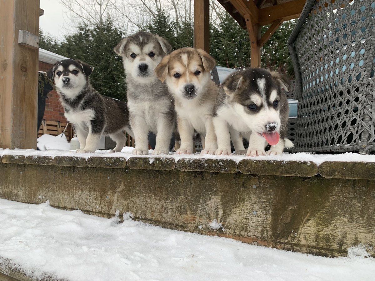 eandko's tweet photo. @MediumSizeMeech This is from last year when I had had a litter of foster puppies. https://t.co/w38UYD6Sw3
