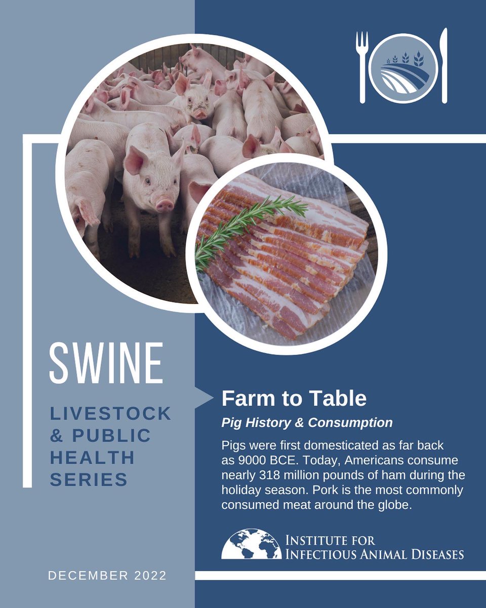IIADAgriLife's tweet photo. Learn all about the process from Farm to Food🍽, Swine to Sirloin🐖

When were pigs first domesticated? How are pigs processed into pork products? What’s the process? Swipe👀👉🏼

#farmtotable #farmtofood #porkindustry #swine #pigs #meatprocessing #meatscience   #porkmeat https://t.co/AnDmfrb4WI