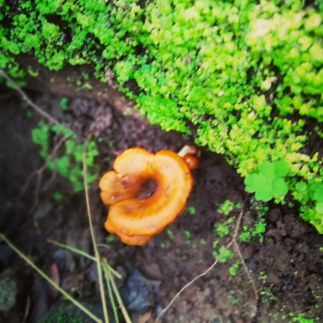 Our cofounder @Chandarprabha documenting #biodiversity on eSF ecotrails around the country. Dedicating todays post to humble fungi who are silent superheroes contributing in curing cancer to decreasing pollution. #ecology #ourplanet #noplanetb #Strictly #Important