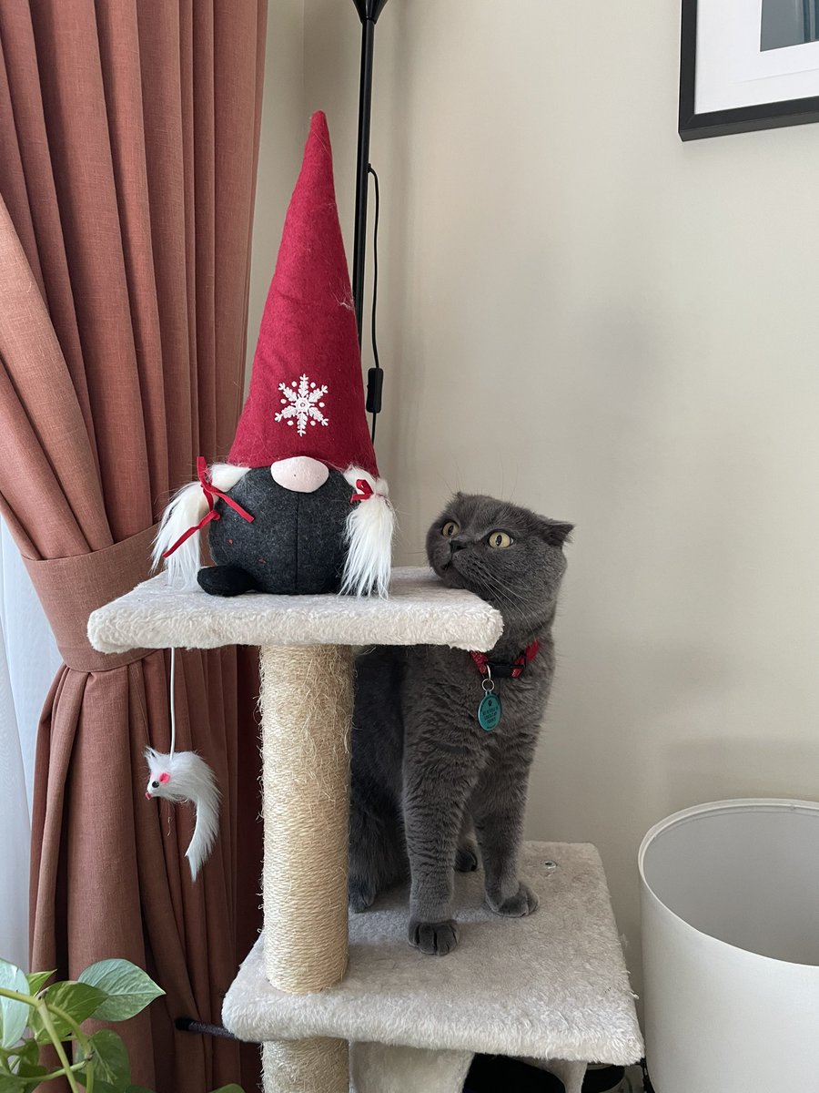 Catversations! https//instagram.com/leogreyjoy