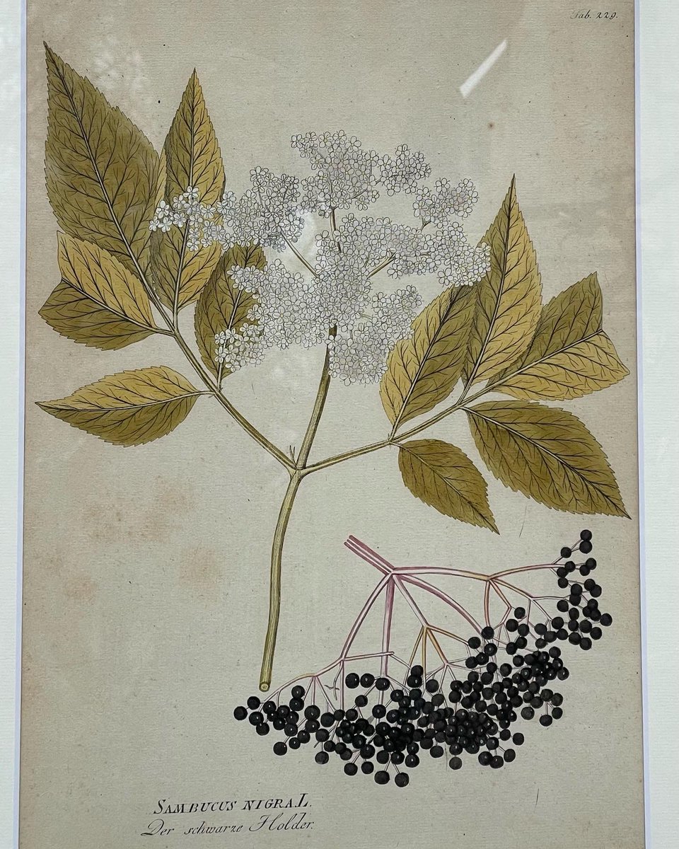 wilsberg's tweet photo. SAMBUCUS NIGRAT
Der schwarre Holder.
Und
DICTAMNUS ALBUS L Der weisse Diptam,
Zwei großformatige altkolorierte Kupferstiche um 1800.
#kupferstiche #graphik #planzen #plants #plantsofinstagram #sambucus #holunder #diptam #antiquariat #antiquariatsolder #dekorativegrafik https://t.co/c8KStzI8bi