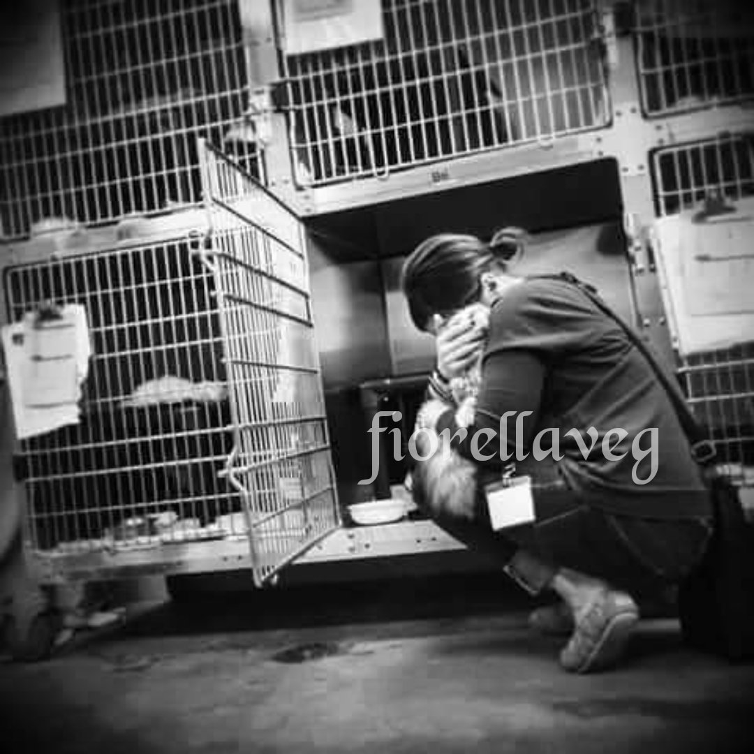 Regalate libertà e amore a un anima(le) che non ne ha mai avuto!
Aprite una gabbia!
Aprite il cuore!
Non comprate, adottate!