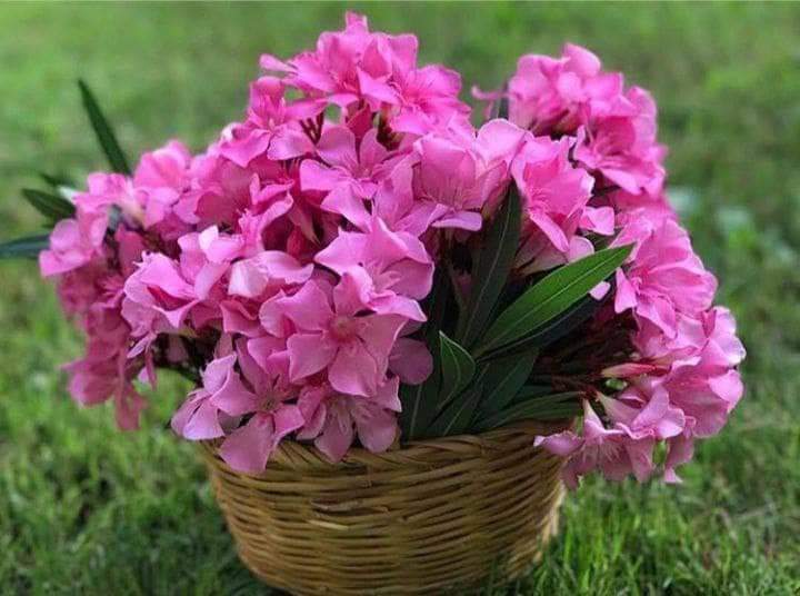 mortada58's tweet photo. صباح الورد 🌹 https://t.co/84hKDxc05z