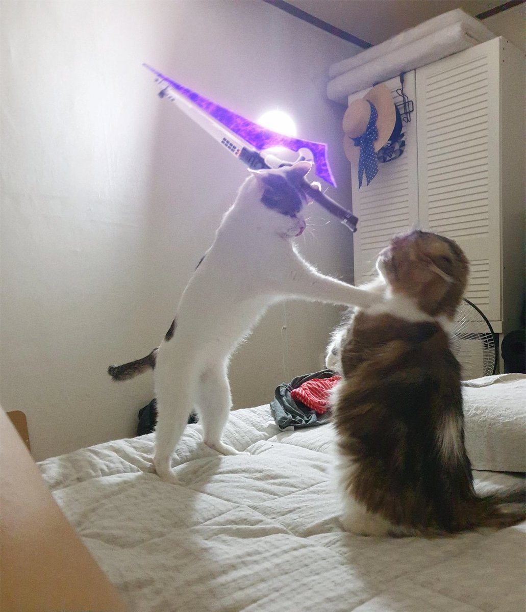 oddmb_'s tweet photo. editing the other half to cat pics everyday until I forget #100 https://t.co/h51Pdq4Nfg