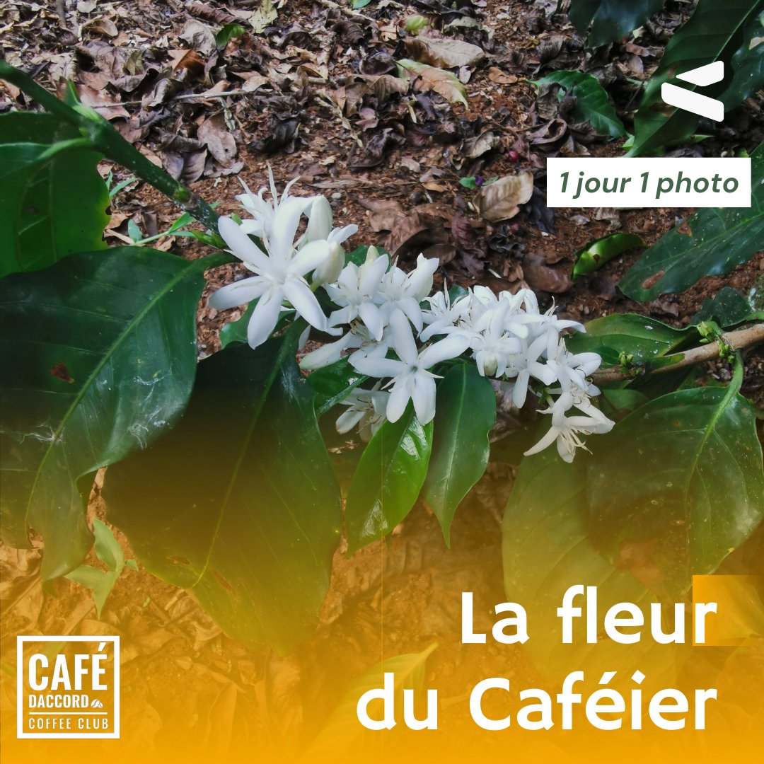 CafeDaccord's tweet photo. 1 jour 1 photo - D’où vient le café ? : Pour obtenir le café, le caféier passe par l’étape de fleuraison. Voici la fleur de caféier. 
📸: Cafés D’accord

#cafedaccord #coffee #coffeetime #coffeegeek #torrefacteur #bordeaux https://t.co/hIBJjpKP4Q