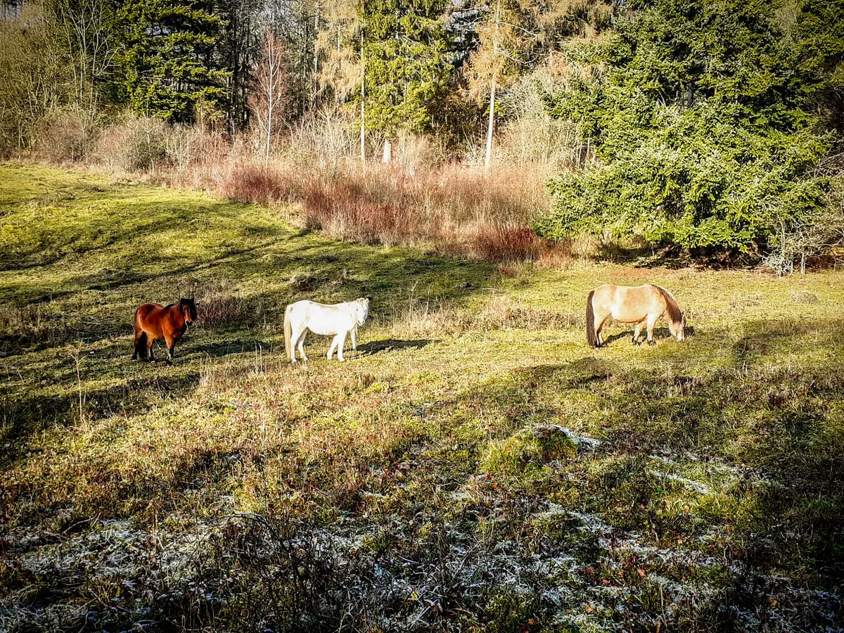 BBOWT's tweet photo. It's not Snowdonia, but it is frosty and hilly! Our Welsh mountain ponies looking picturesque as they graze at Warburg Nature Reserve.

A great escape at any time of year: https://t.co/DrT1pQqWSn https://t.co/5SZX2SSDMv
