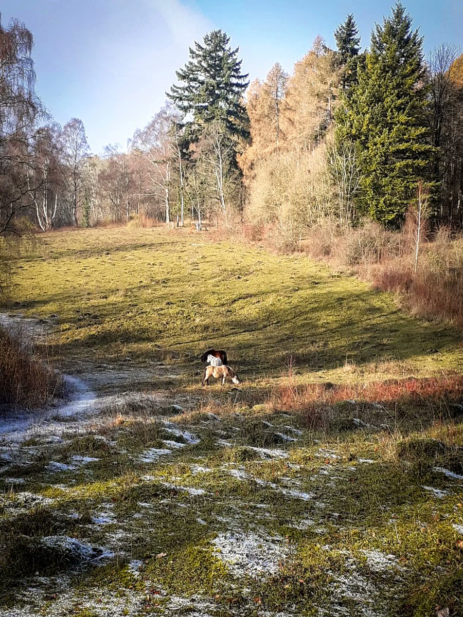 It's not Snowdonia, but it is frosty and hilly! Our Welsh mountain ponies looking picturesque as they graze at Warburg Nature Reserve.

A great escape at any time of year: bbowt.org.uk/nature-reserve…