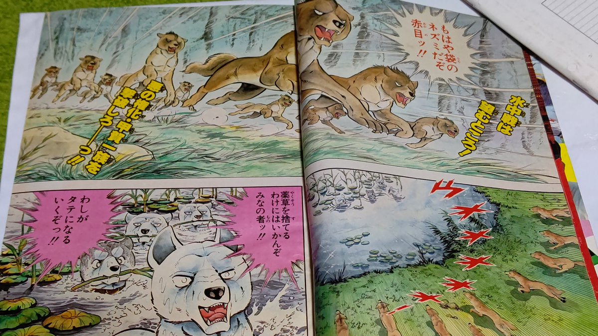 1984年、銀牙が連載50話の 巻頭カラーのページ❗🤗 甲賀忍犬