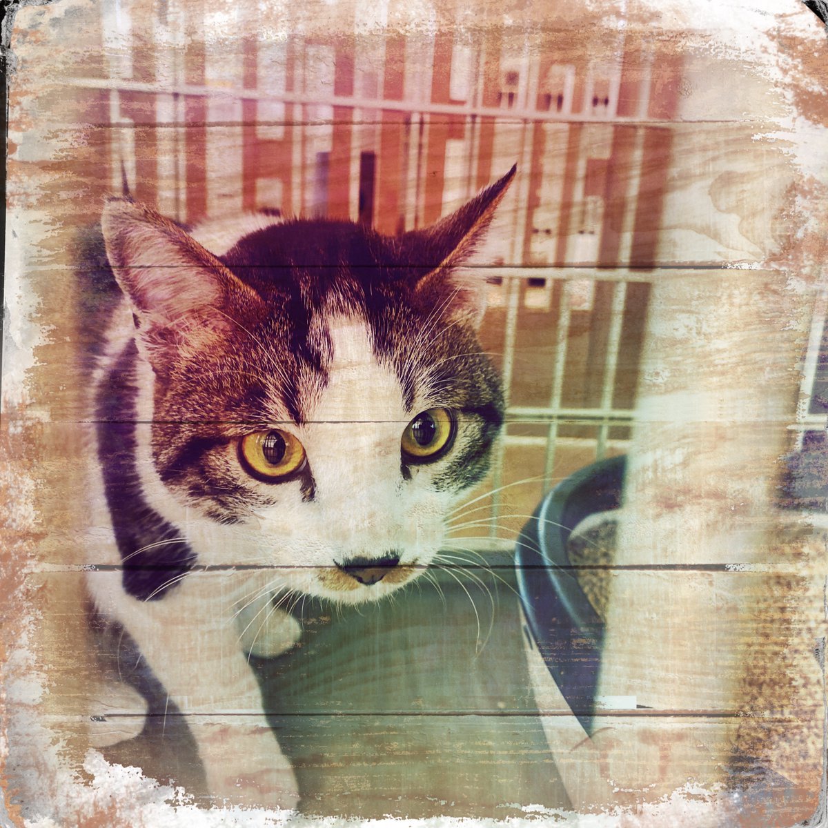 obi_wan_eclipse's tweet photo. #猫式 #猫 #cat #ShotoniPhone #Hipstamatic #Jing #Maple1880 https://t.co/38Yw07MIJX