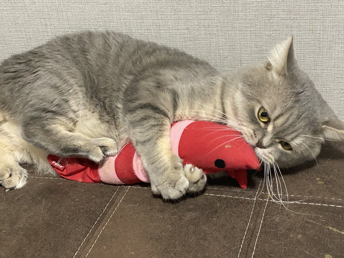 🦐エビちゃんとじゃれ合い中😺

#猫好きさんと繋がりたい