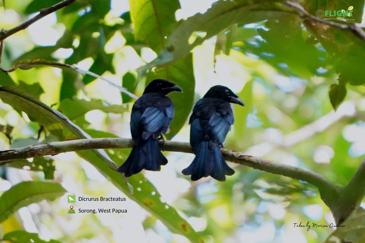 ProtectingBirds's tweet photo. Happy Sunday
🐦 The spangled drongo (Dicrurus bracteatus).
🌍 Sorong, West Papua https://t.co/cNaMF5AhtA