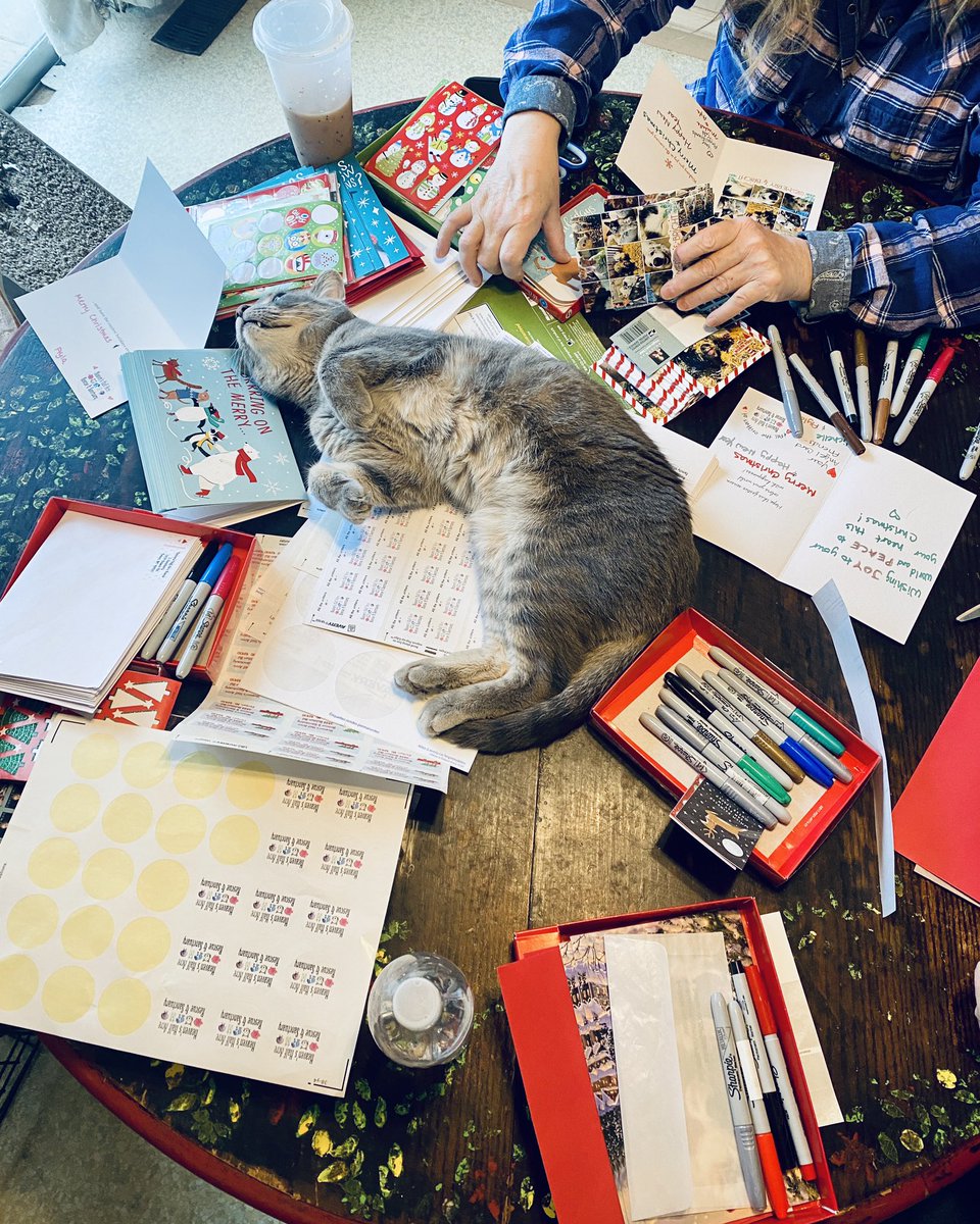 michellegus's tweet photo. One of the rescue events this month was set up to send cards for “The Angel Card Project”. We finished 55 more cards today! As always, the cats were a huge help. 🫶🏻❤️✨😹😹 #angelcardproject #heavenshalfacrerescue #christmascards #christmascardlist #cats #CatsofTwitter #meow https://t.co/auoVXIVS7a