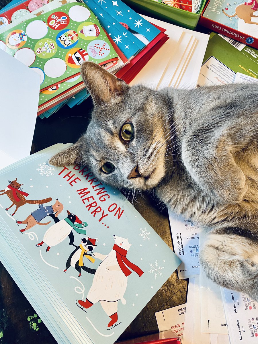 michellegus's tweet photo. One of the rescue events this month was set up to send cards for “The Angel Card Project”. We finished 55 more cards today! As always, the cats were a huge help. 🫶🏻❤️✨😹😹 #angelcardproject #heavenshalfacrerescue #christmascards #christmascardlist #cats #CatsofTwitter #meow https://t.co/auoVXIVS7a