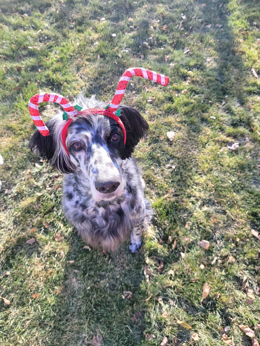 My funny dogs 😁🎅🐾🐾
youtube.com/shorts/VKWiqlY…