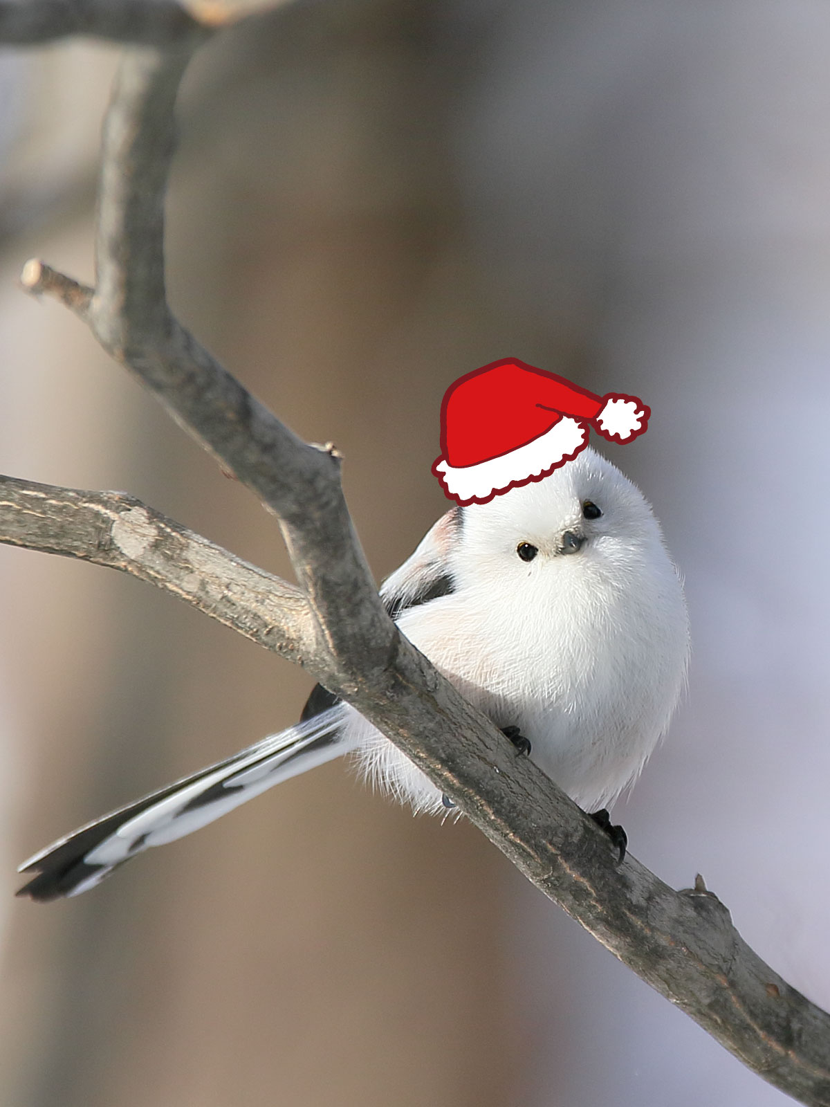 サエナクラエナ作【クリスマスイブにて】