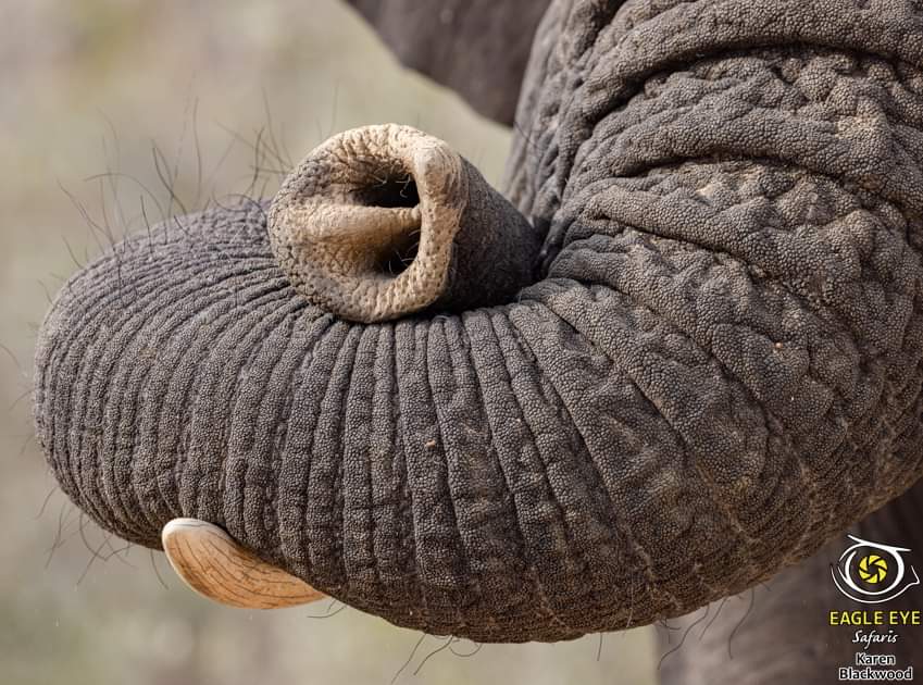 Great photo from an unusual angle - even though you don't see the whole #elephant in this image - it captures the quintessence of these gentle giants 🐘❤️  #WorthMoreAlive #EndWildlifeTrade #EndangeredSpecies

📸 Karen Blackwood