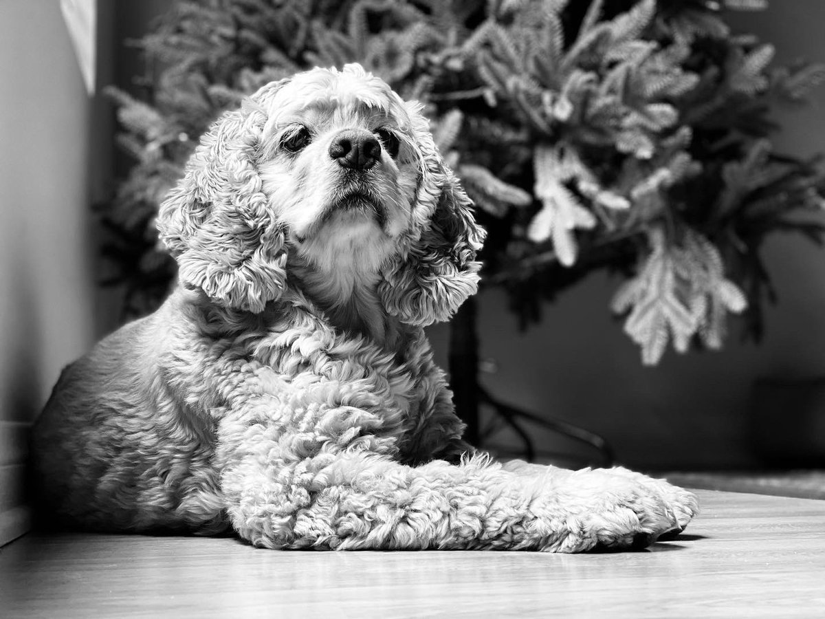 Sandy_Doggy's tweet photo. Happy 8th birthday, Sandy boy! We love you!! #cockerspaniel #dogbirthday #DogsofTwittter first pic by @carsty 🥰 https://t.co/fhrgusZnjV