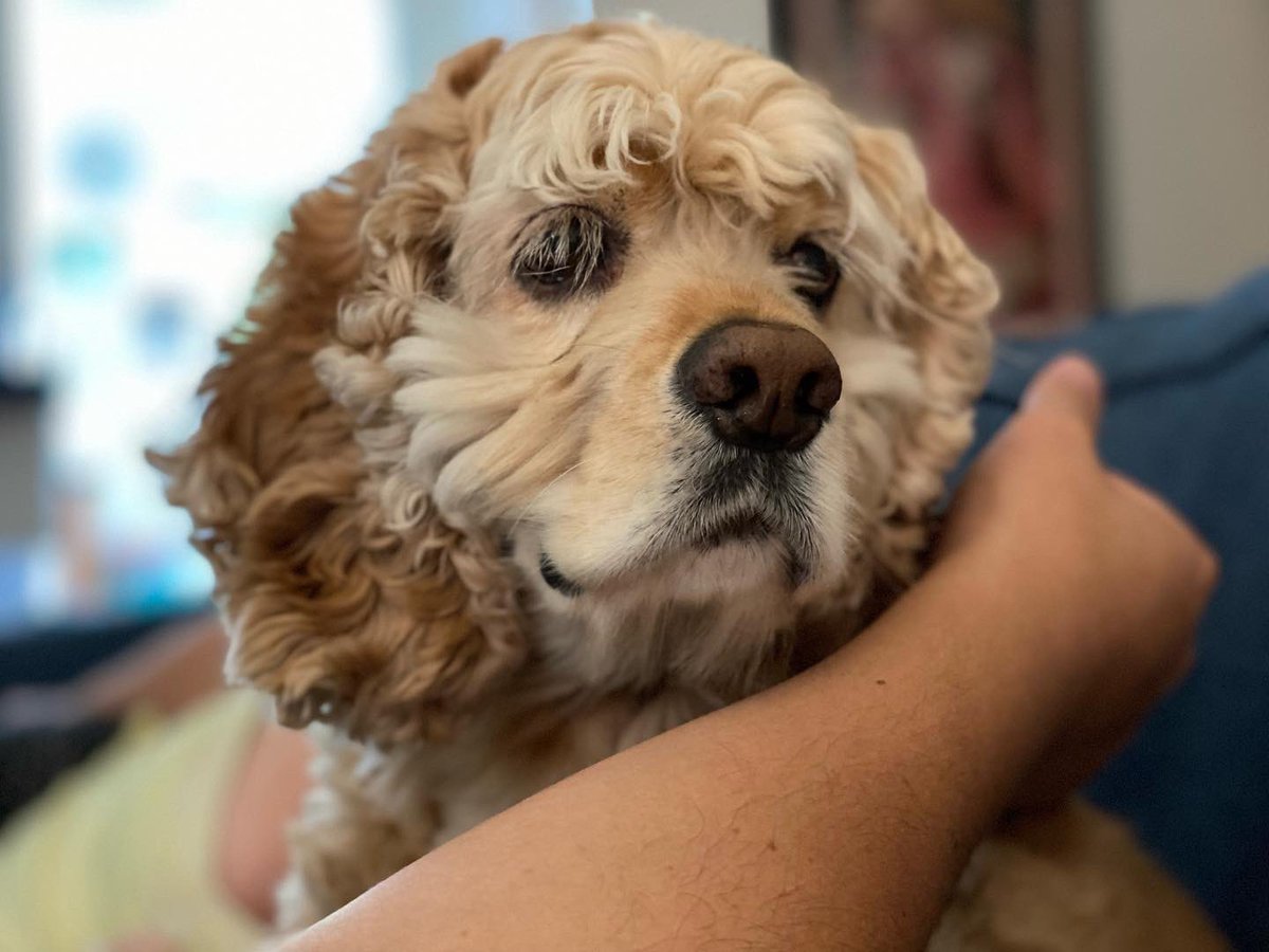 Sandy_Doggy's tweet photo. Happy 8th birthday, Sandy boy! We love you!! #cockerspaniel #dogbirthday #DogsofTwittter first pic by @carsty 🥰 https://t.co/fhrgusZnjV