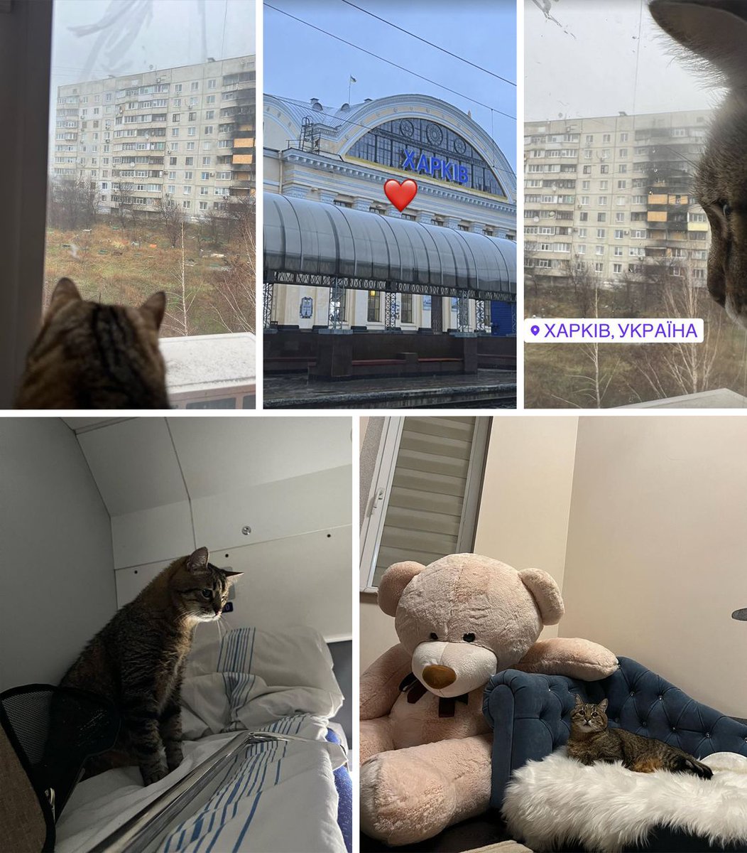 nexta_tv's tweet photo. Internet star Stepan, the cat returned home to #Kharkiv. https://t.co/VScBkyOVX8