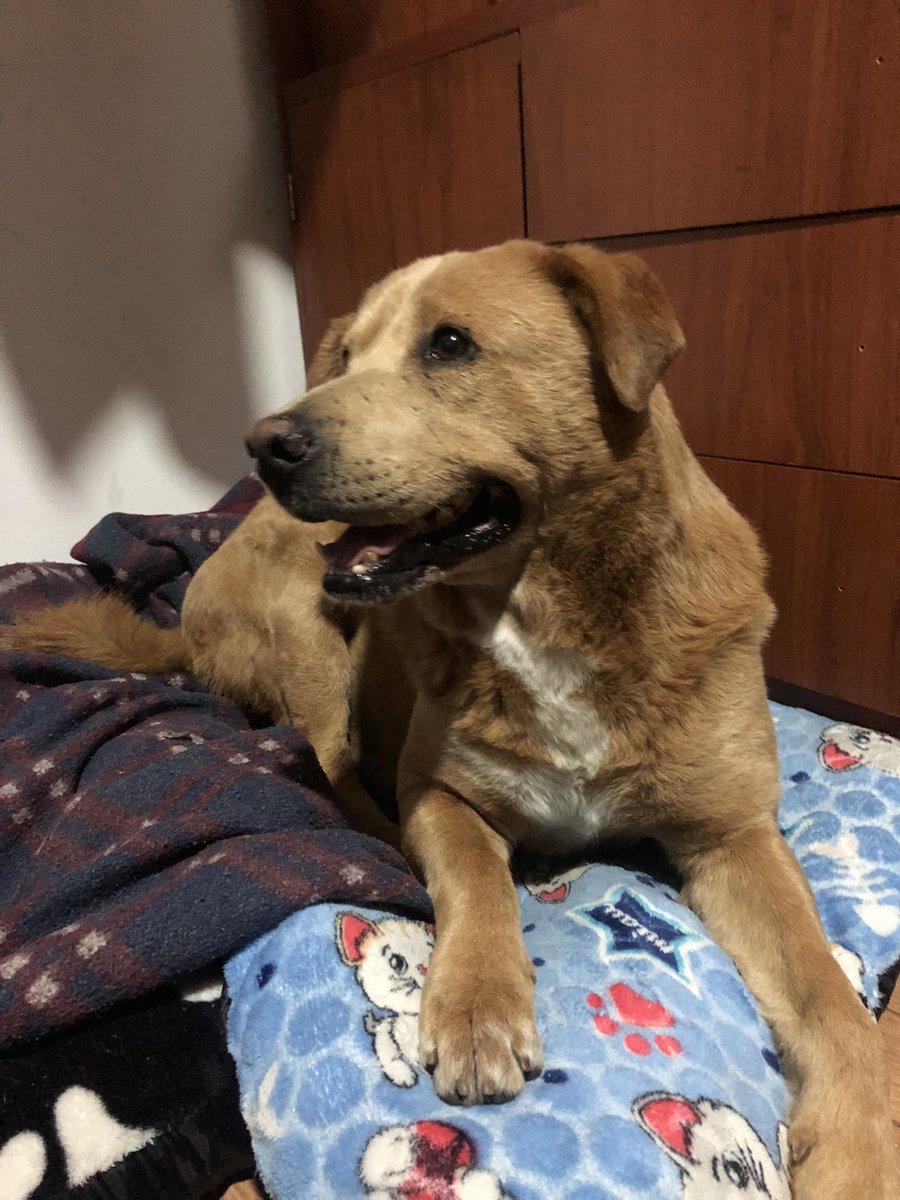 Hace pocas horas vi como de un taxi abandonaron a este bebé tan lindo, aun no comprendo porque sigue existiendo gente tan mierda, lastimosamente no pude tomar las placas para poner una demanda. Sin embargo agradezco todo aquel que me ayude a difundir y encontrarle un hogar.