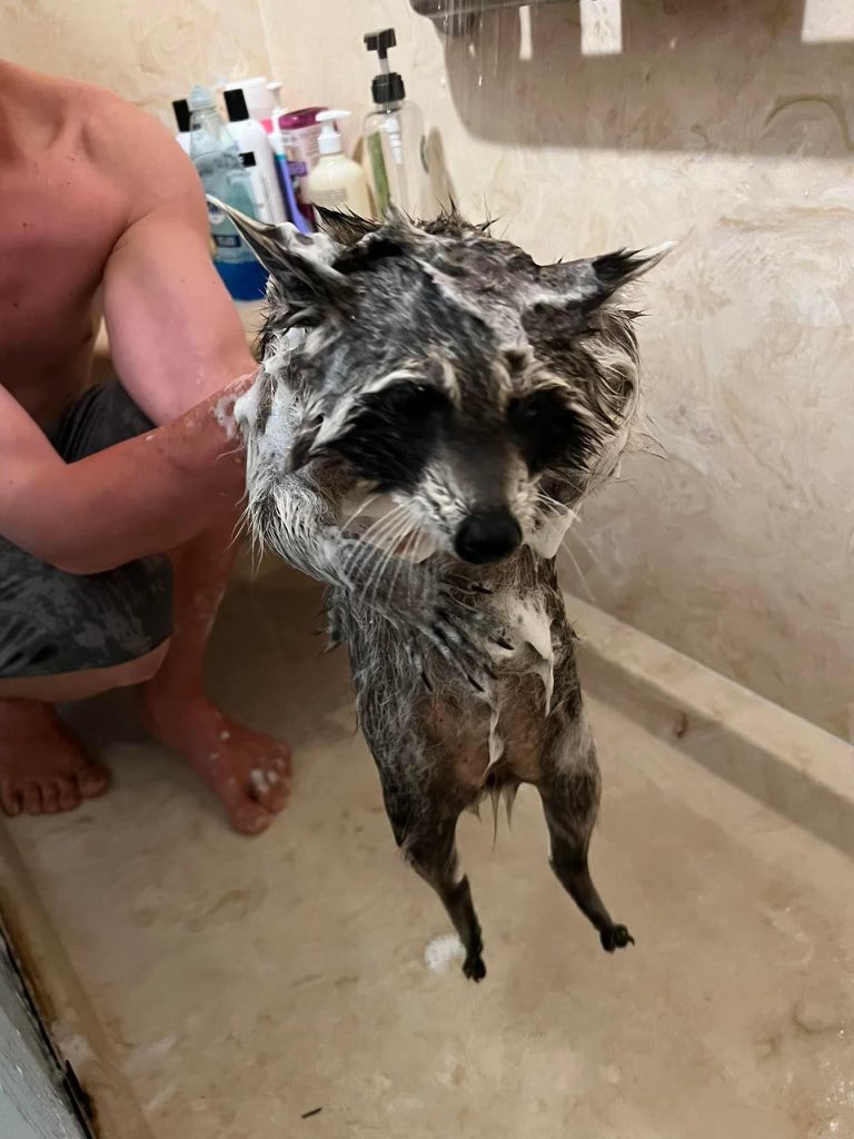 HumCoober's tweet image. God dam it