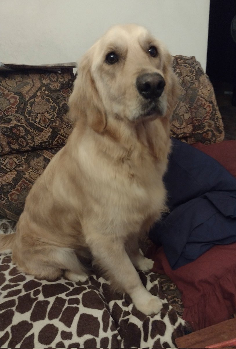 I'm allowed on the couch at my house, why can't I be on the couch at your house?