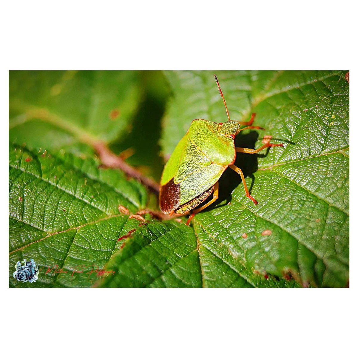photography_m_f's tweet photo. Green Shield Bug
Wassell Grove, UK 🏴
#GreenShieldBug
#WassellGrove
#Photography https://t.co/YIeQTXwiSp