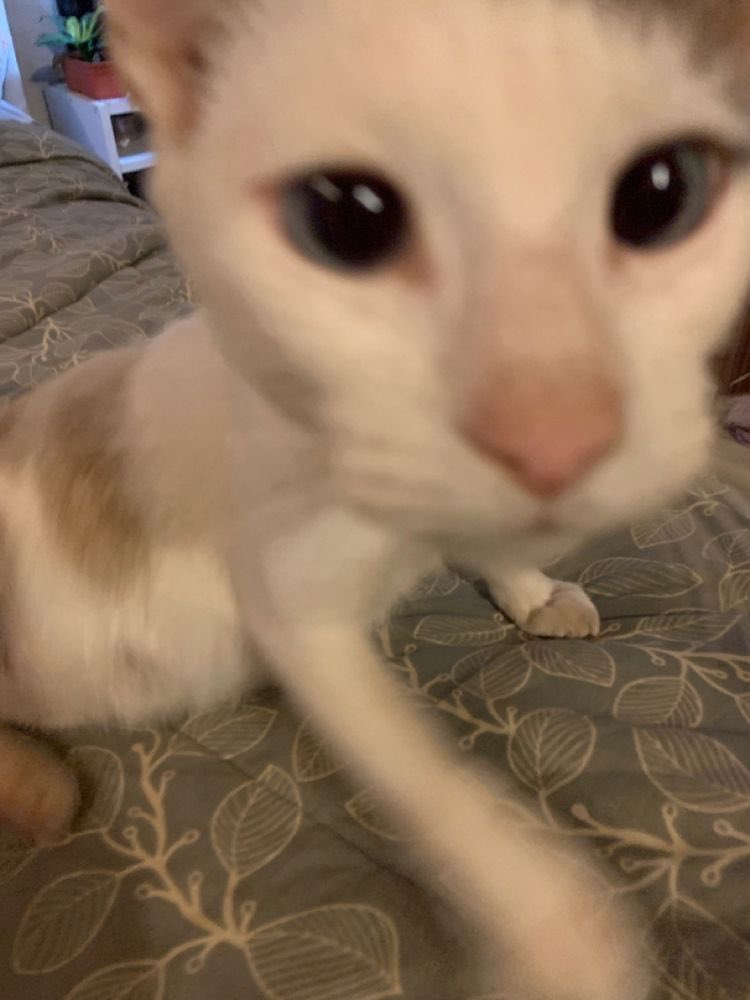 piwoncats's tweet photo. #피원하모니 #SOUL https://t.co/GB0g7EAVp8