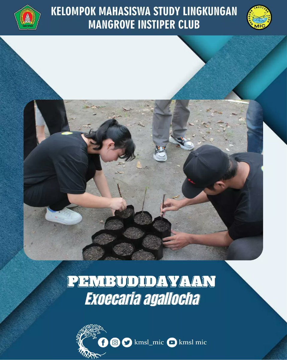 kmsl_mic's tweet photo. Jaya MIC! Lestari Mangrove ku!!!

Telah terlaksana Proker Divisi PPSDA dan Subdivisi MRD.

Dalam pembudidayaan Exoecaria agallocha yang dilaksanakan secara eksternal.

Yang dilaksanakan pada :
📆 : Minggu, 11 Desember 2022
📍 : Demplot mini https://t.co/e2TMVx6dqw