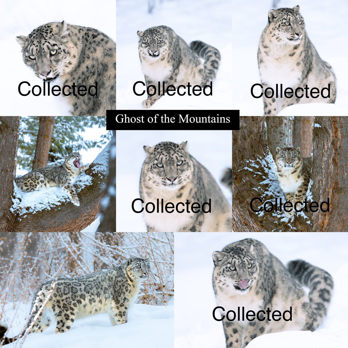 Gm Fam! Happy Sunday ✨

“GHOST OF THE MOUNTAINS”

✨ last 2 NFTs remaining 

💲 0.15 Eth 

Available on <a href="/sloikaxyz/">Sloika.xyz</a> 

Link: sloika.xyz/haesum.eth/gho…