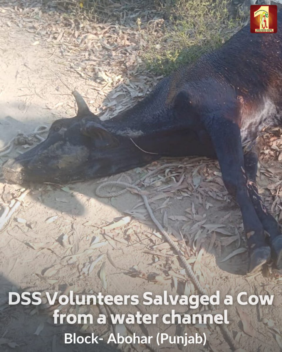 DSSNewsUpdates's tweet photo. If everyone takes pledge to serve the suffering creatures, the world can be a secure place for all.
Salute to the humanitarian spirit of #DeraSachaSauda volunteers who saved the life of a cow lying trapped in a water channel. #animalwelfare https://t.co/CaCAEiKQm7