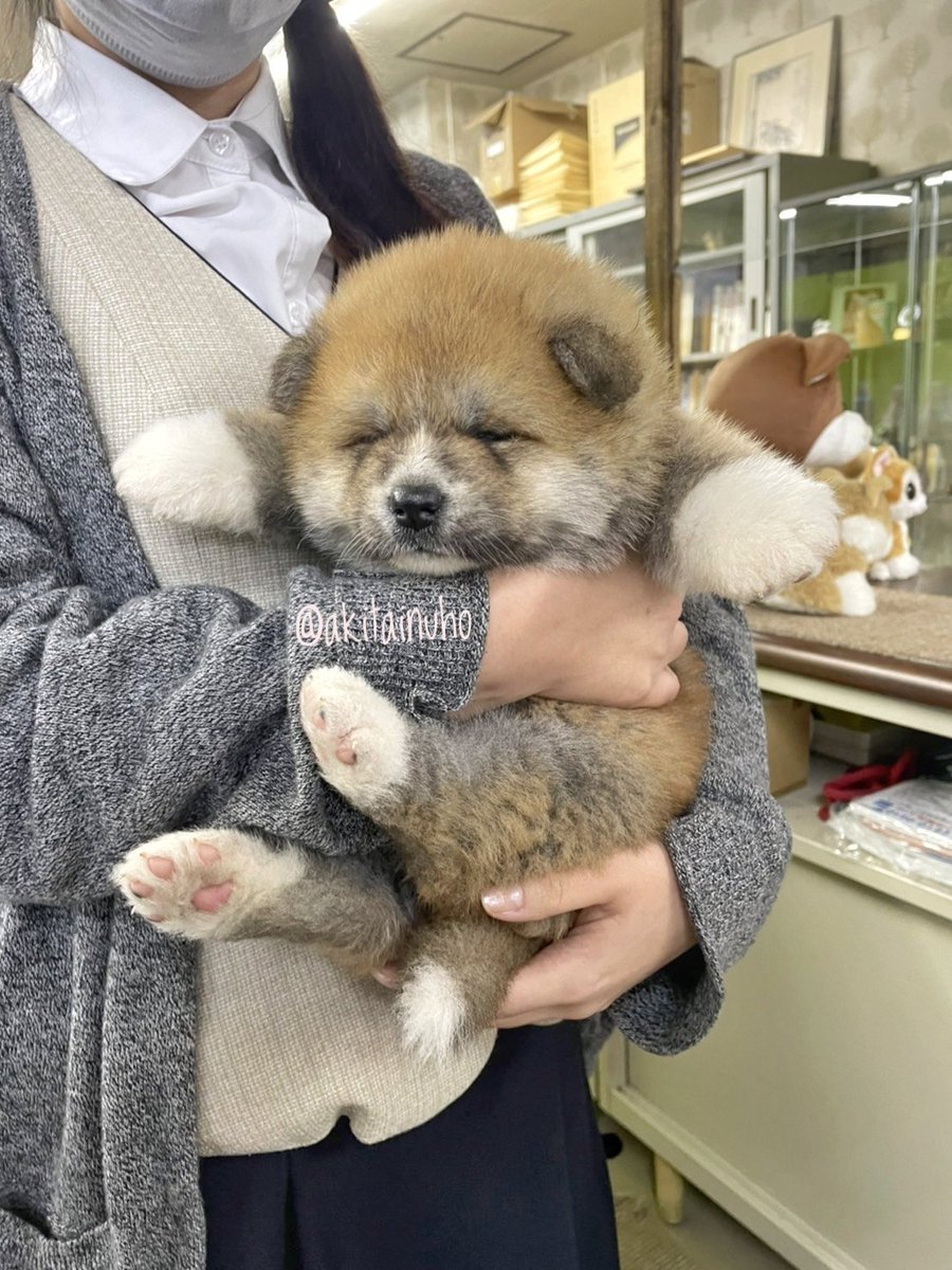 akitainuho's tweet photo. 生後30日の赤ちゃんですどうぞ https://t.co/UFGHafd6Gl