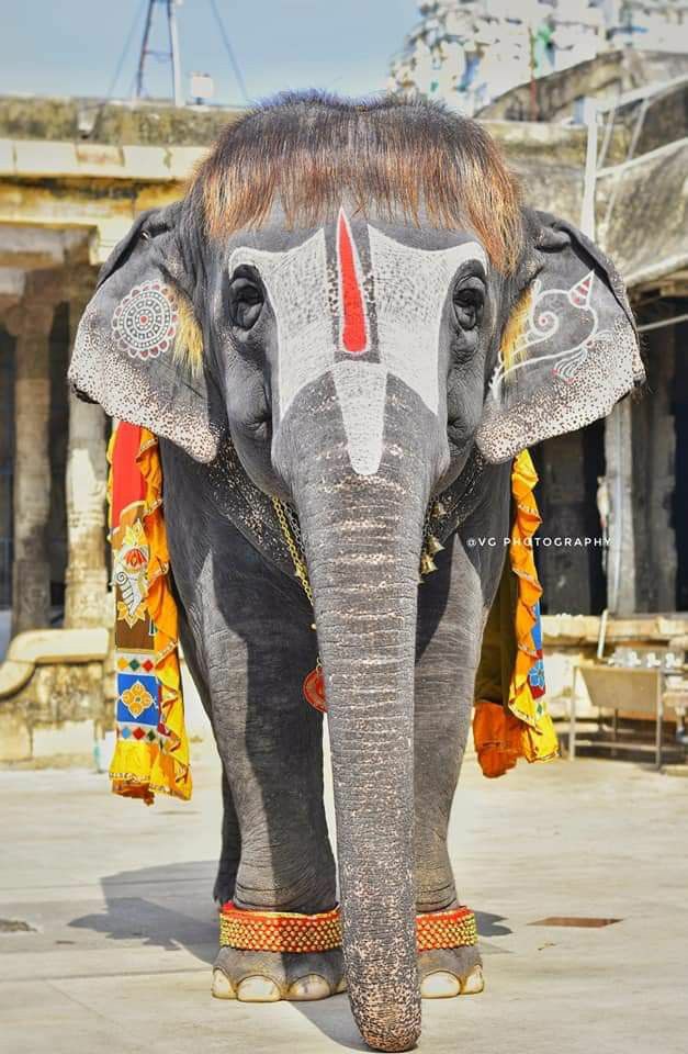 Beautiful Darshan of Sengamalam, the temple elephant famous for her Bob-Cut Hairstyle.