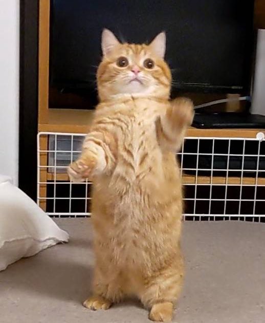 クロヒロとくるみ tweet media