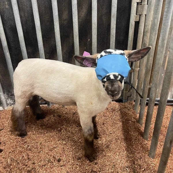 MagesTreasure's tweet photo. Big Holiday Sale ending soon! Place your order - Save 25% - Protect your #goats &amp; #sheep! Best fitting #flymasks! Add ear cap or nose piece! All Sizes! 3 types of sun protection or blind mask to aid sheering &amp; vet work. Fit Guaranteed! https://t.co/WDkQakxz9X https://t.co/1hsiXBgIpI