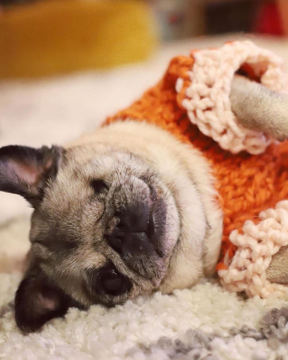 REST IN PEACE, MAYA 🥺🐾

LOOK: Maya, one of the pugs of YouTube couple Felix Kjellberg (PewDiePie) and Marzia Kjellberg, has now crossed the rainbow bridge. | 📸 Marzia via @pfkahanapINQ