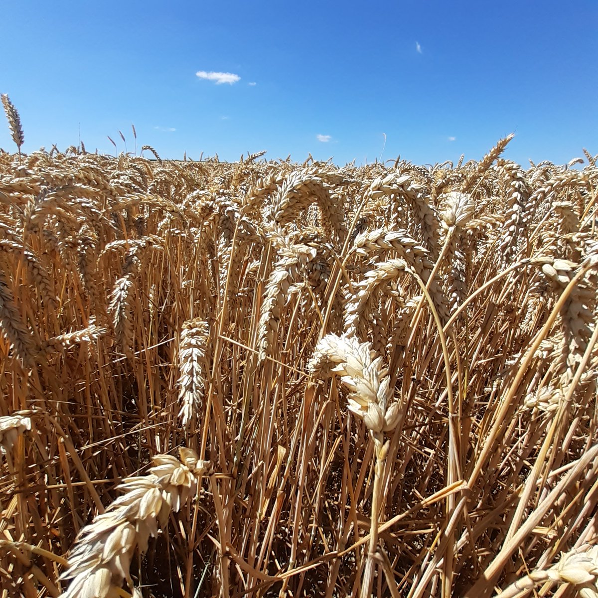 GuyotVincent02's tweet photo. Et là, c'est là que tu comprends qu'on te demande de résoudre un problème insoluble :
- souveraineté alimentaire et énergétique 🇪🇺
- indépendance en protéines végétales 🇪🇺 
- mise en place d'éléments non productifs pour la #biodiversite #CAP15 
Et comment je sors de là ?
.../fin https://t.co/igo8ngR3zQ