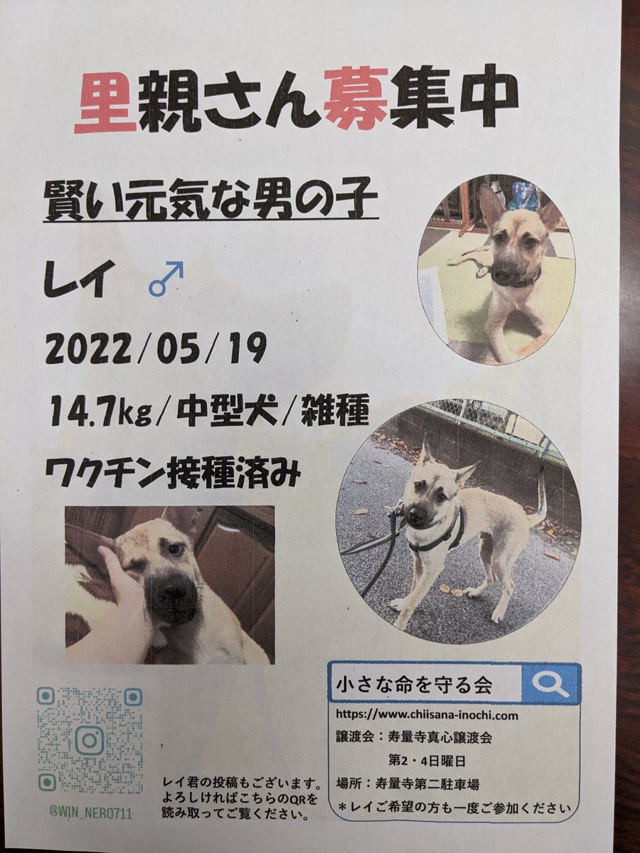 saintmichelleee's tweet photo. 神奈川、東京にて募集中です!
#犬 #飼い主募集 #拡散希望RTお願いします #ペット #犬好きさんと繋がりたい https://t.co/v8Rd71M238