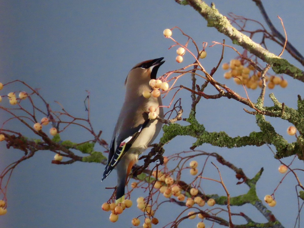 Rose Button tweet media