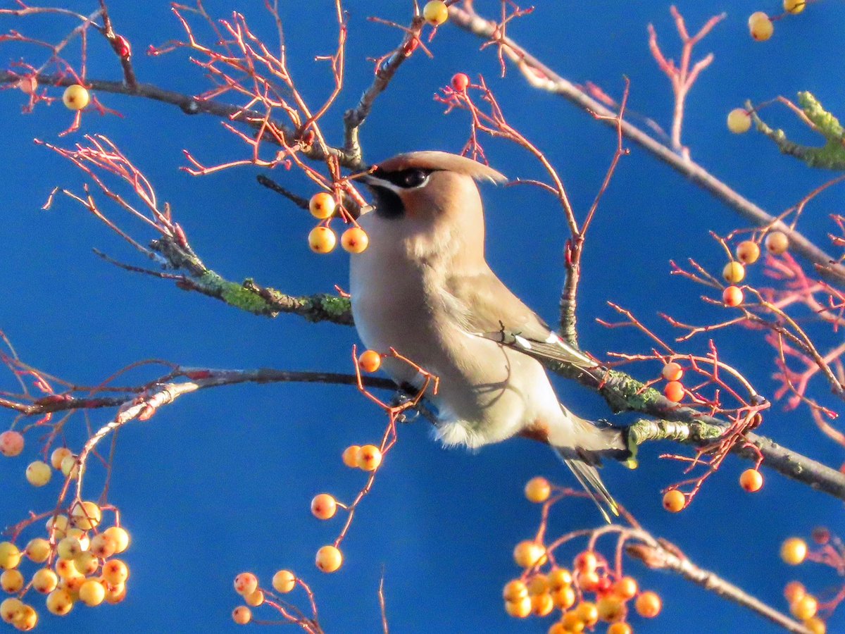 Rose Button tweet media