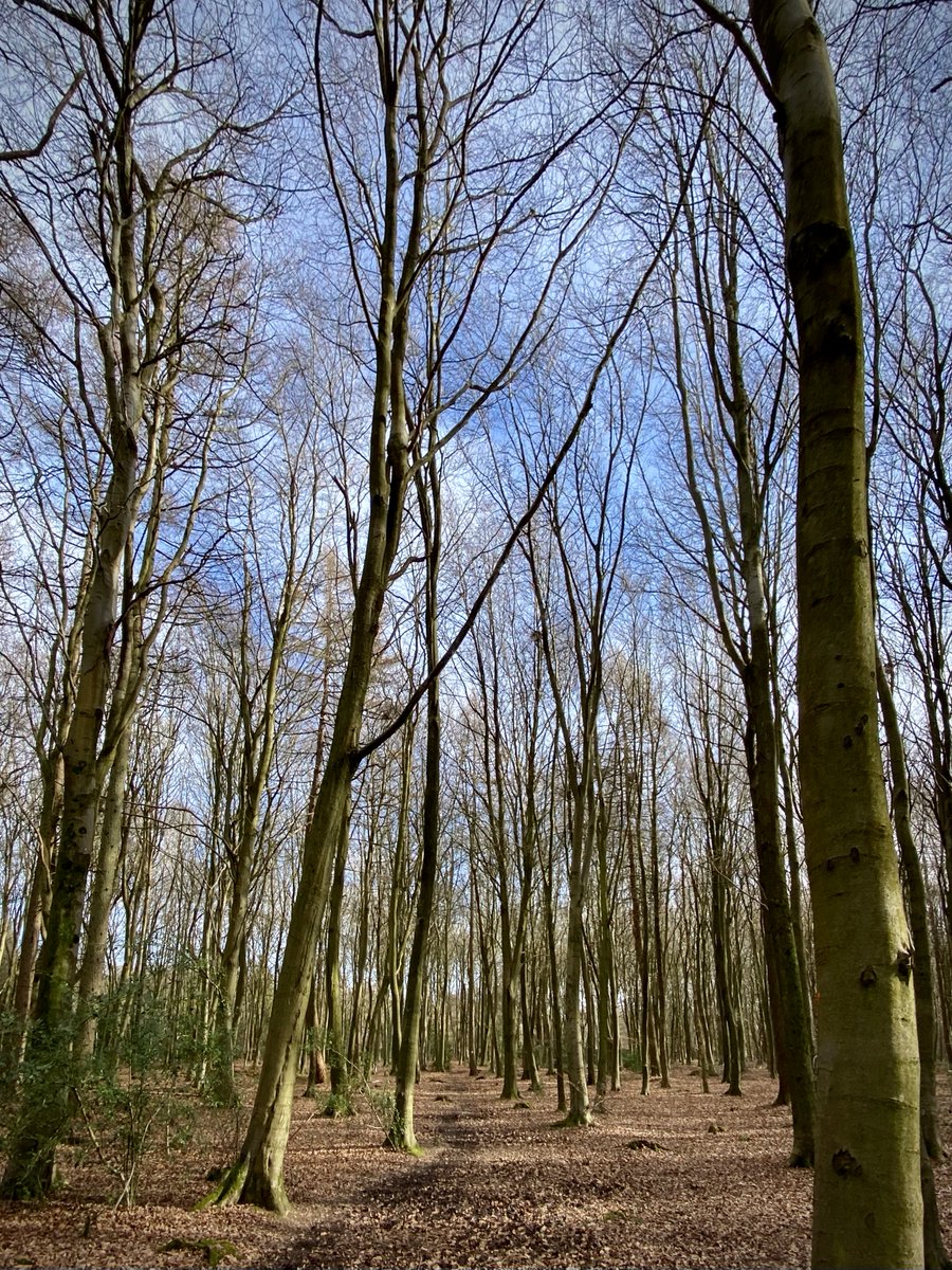 GrowlerOutdoor's tweet photo. Top trips of 2022: Christmas Common, Watlington Hill and Greenfield. 11 km starting from The Fox and Hounds Pub, Christmas Common.

https://t.co/n8uO3o2Wpv

#getoutside #trek #chilterns @VisitChilterns @ChilternSociety @ChilternsNT https://t.co/amA2vWRf83