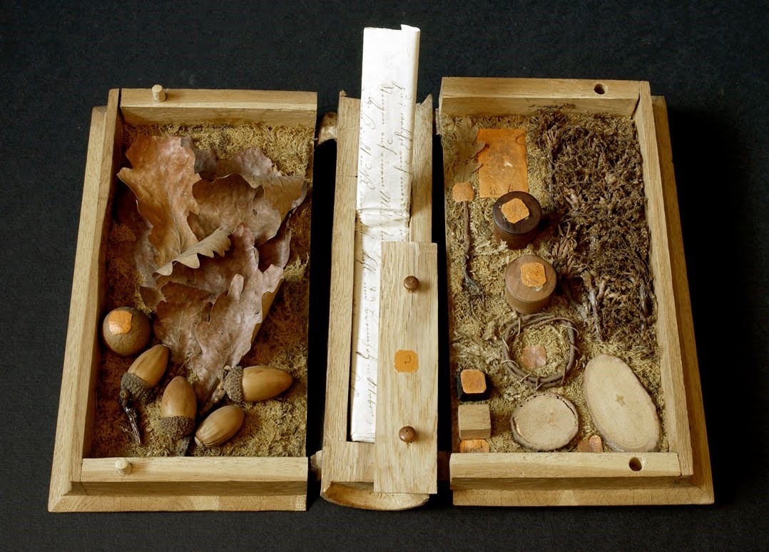 artinsociety's tweet photo. From our archive ~ a tree library! This 19C xylothek (= wooden storage) is a book-shaped volume made from the wood of a specific tree/plant which, when opened up, contains specimens of that variety, plus a written description https://t.co/Fawg09b9Oe https://t.co/KDJ0y9KVZv
