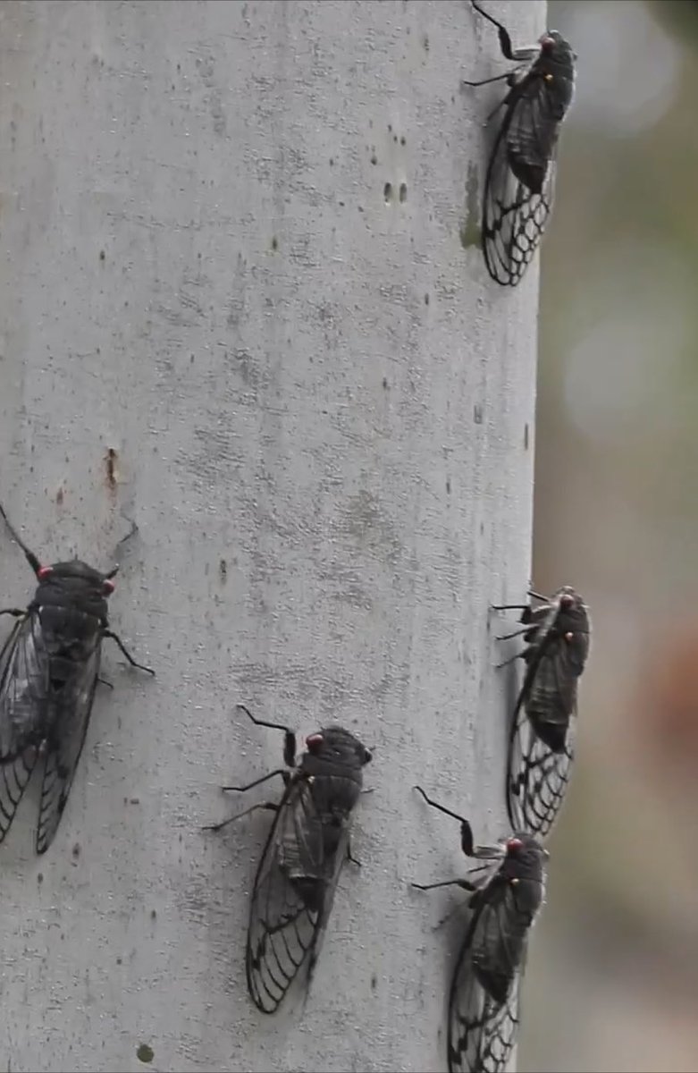 Countless cicadas congregate on tree trunks and #ilovesydney summer - #DarugCountry youtube.com/shorts/9qVkJMC… via <a href="/YouTube/">YouTube</a> enjoy some #cicada #symphony and #TwitterNatureCommunity #TwitterNaturePhotography