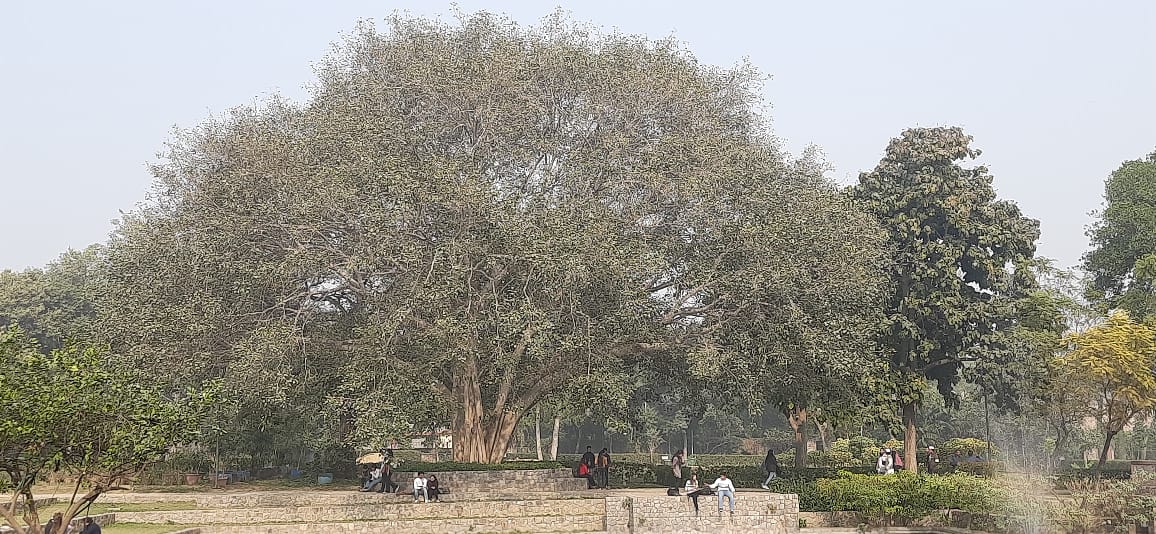 #Canopy 
#Trees 
#PeepalTree 
#Ficus 
#Delhi