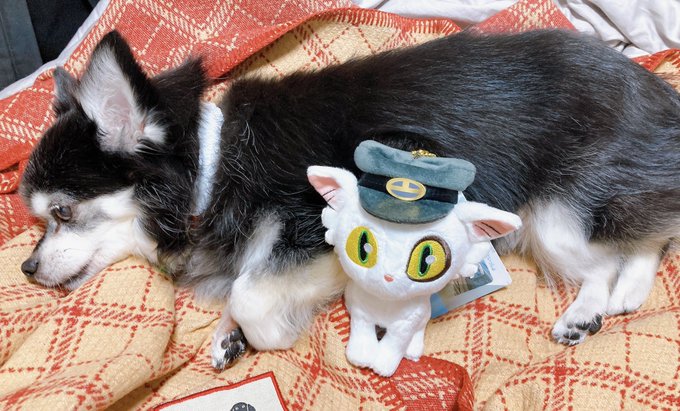 ダイジンといっしょ撮りまくってたら機嫌を損ねたのか唸られました。ごめんて 