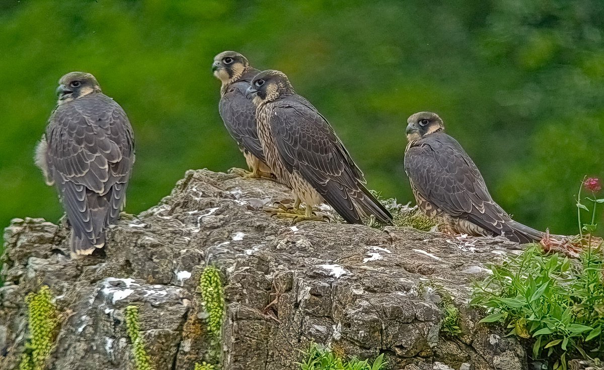 StevieJoeWatson's tweet photo. New 528-page, 150 colour images 'The Peregrine Falcon' monograph by Richard Sale & Steve Watson out now. Get yours from https://t.co/CBDqXYIG6n and we will donate 10% of sales to leading raptor conservation registered charity #RaptorAid @raptor_jimmi https://t.co/6HpU4len4o