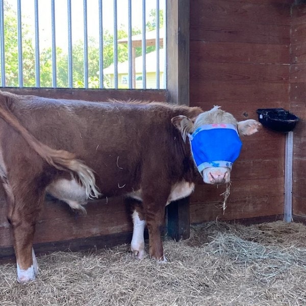 MagesTreasure's tweet photo. Big Holiday Sale ending soon! Place your order - Save 25% - Protect your #cattle! Best fitting #flymasks! Prevent pink eye infections. All Sizes! 3 types of sun protection or blind mask to aid with vet work. Good Fit Guaranteed! https://t.co/WDkQaky6Zv https://t.co/DeEkBT1ik0