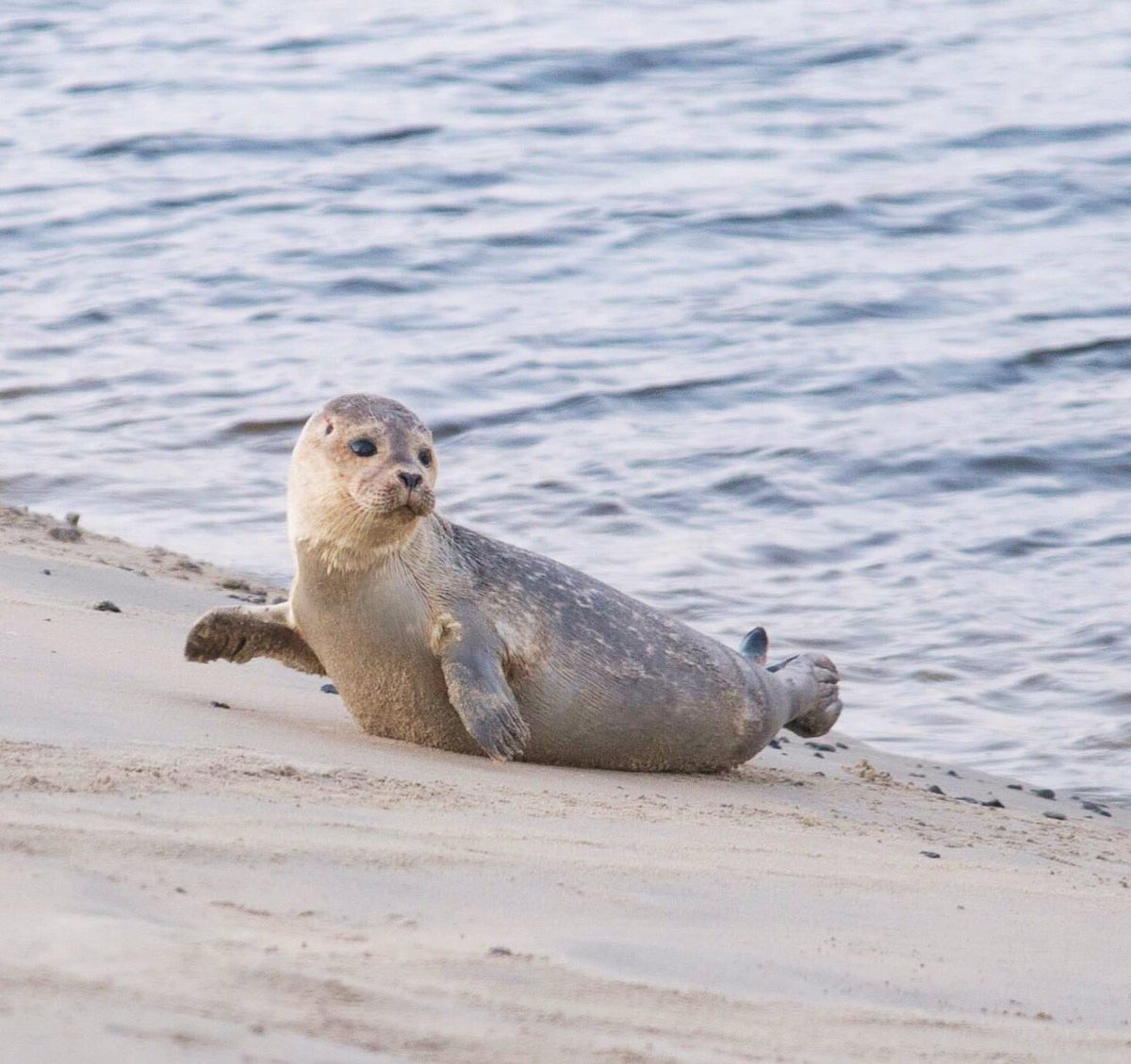 JanneHaapamaki's tweet photo. Have a nice Sunday! 🙋‍♀️

#seal #seallife #säl #sälar #hylje #sealsofinstagram #sealsofnorthsea #northsea #sealsofholland #katwijkseals #sceller #sello #siegel #zegel #katwijkbeach #katwijkaanzee🐟🐳 #ditiskatwijk #animalphotographer #animalshots #sealshoots #sealbeach #ouderijn https://t.co/udbtmmJEVO