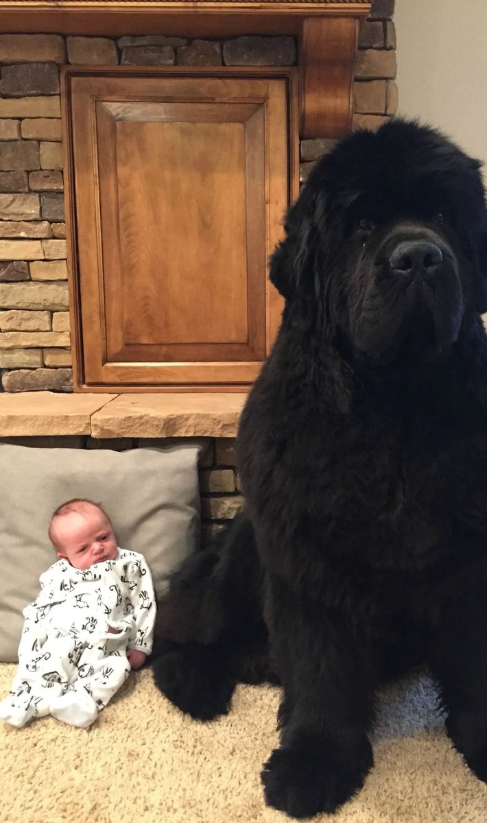 Emailly3426's tweet photo. @erinmhk Look up newfoundland dogs. They're bear doggies that swim real good. https://t.co/XTXxJFW8Sl